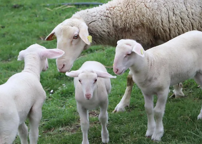 Maison Independante Avec Vue Exceptionnelle Au Pays D'auge - Fr-1-497-259 別荘 Gacé