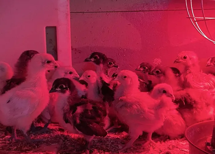 Maison Independante Avec Vue Exceptionnelle Au Pays D'auge - Fr-1-497-259 別荘 Gacé