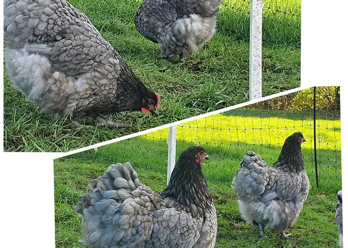 Maison Independante Avec Vue Exceptionnelle Au Pays D'auge - Fr-1-497-259 別荘 Gacé